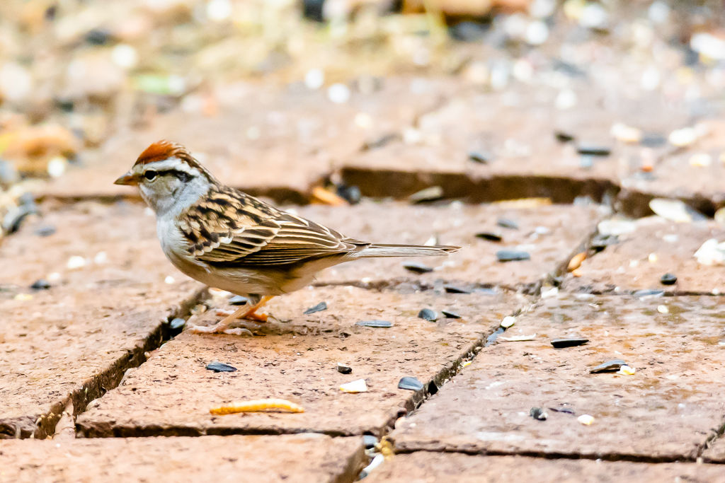 Backyard Birds NH-1892.jpg